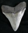 Nice Megalodon Tooth - South Carolina #11069-2